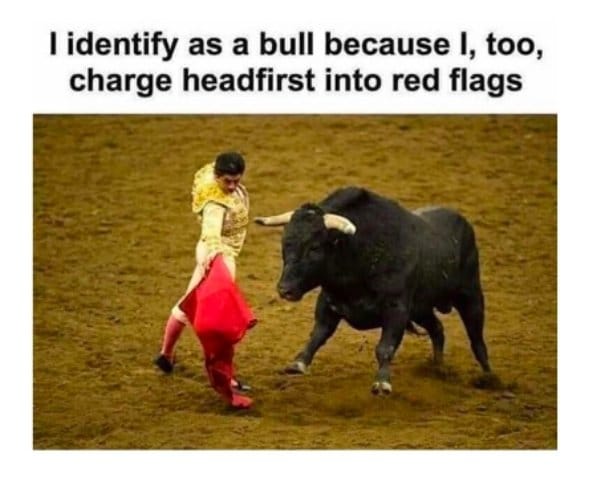 my spirit animal is a bull - I identify as a bull because I, too, charge headfirst into red flags