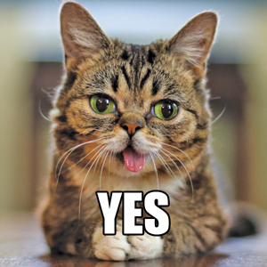 lil bub yes - Yes