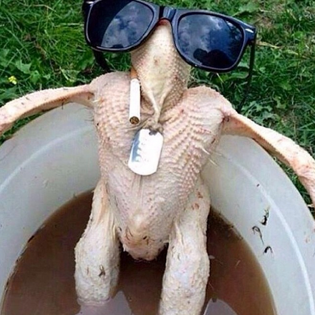 turkey with sunglasses