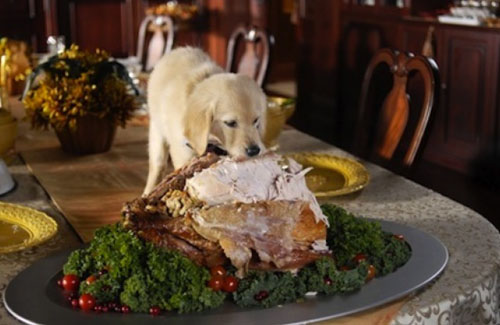 thanksgiving dog