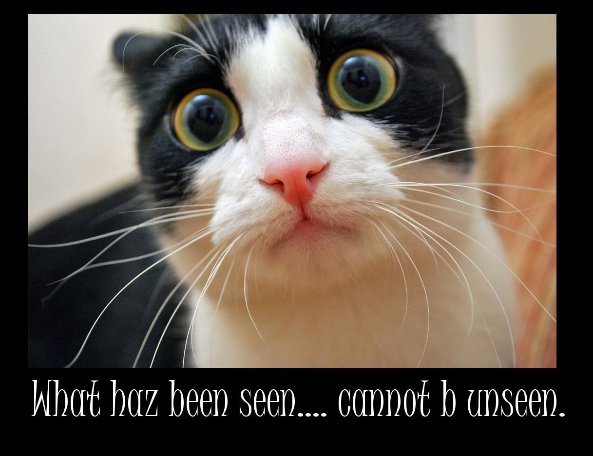 cat like a boss - What haz been seen.... cannot b unseen.