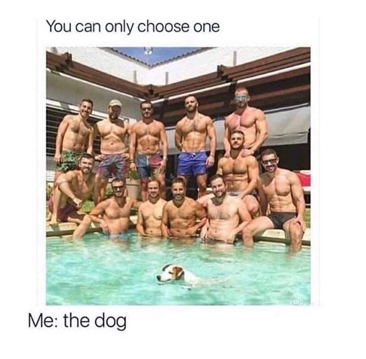 you can only choose one me the dog - You can only choose one Me the dog