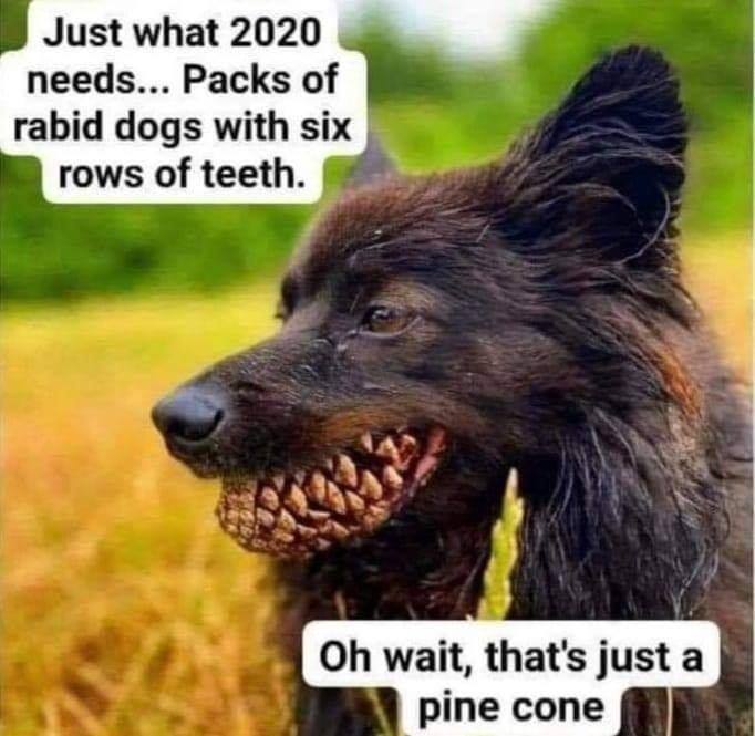 confusing perspectives - Just what 2020 needs... Packs of rabid dogs with six rows of teeth. Oh wait, that's just a pine cone