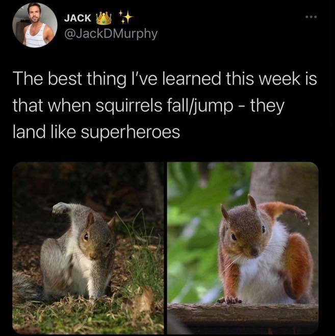 Jack The best thing I've learned this week is that when squirrels falljump they land superheroes