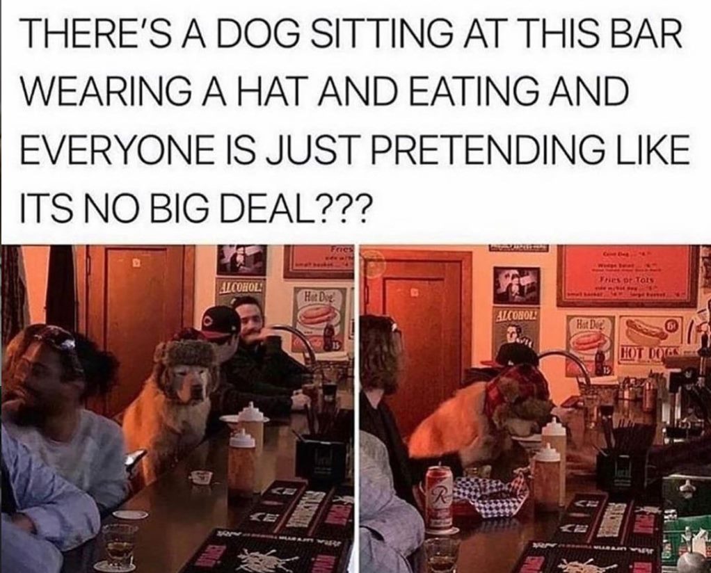 national dog day meme - There'S A Dog Sitting At This Bar Wearing A Hat And Eating And Everyone Is Just Pretending Its No Big Deal??? Alcohol Thes or Tois F Hot Dog Sicobolli Hot De Der Hot Dots Si