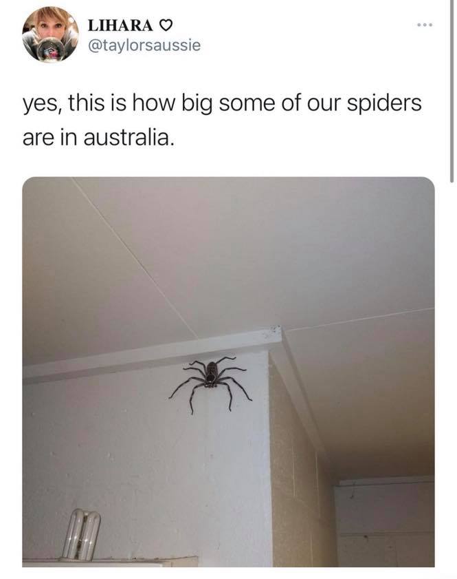 angle - Lihara yes, this is how big some of our spiders are in australia.