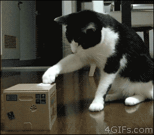 funny cat gifs - 4GIFs.com