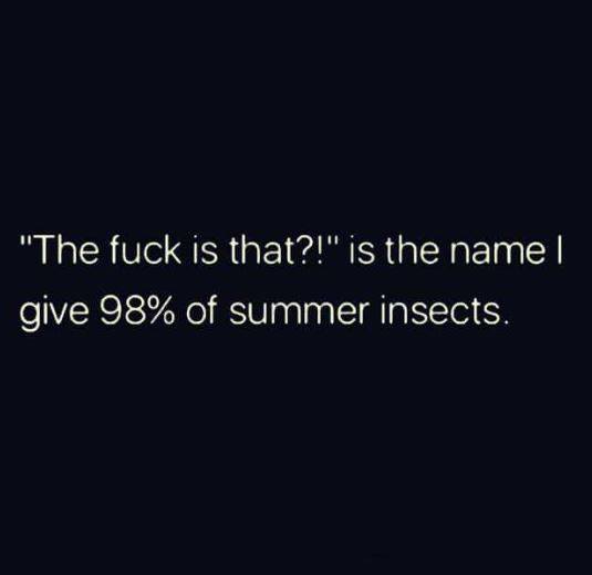 educator - "The fuck is that?!" is the name | give 98% of summer insects.