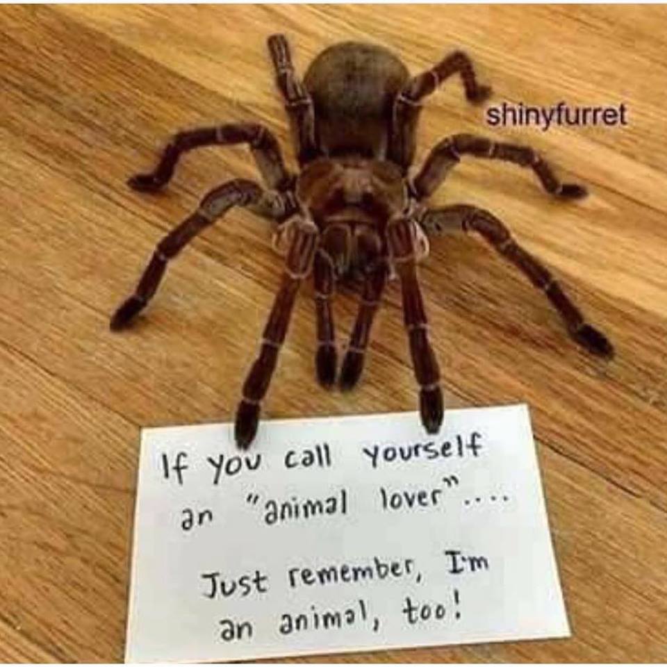 animal lover spider - shinyfurret If you call yourself an "animal lover" ... Just remember, I'm an animal, too!