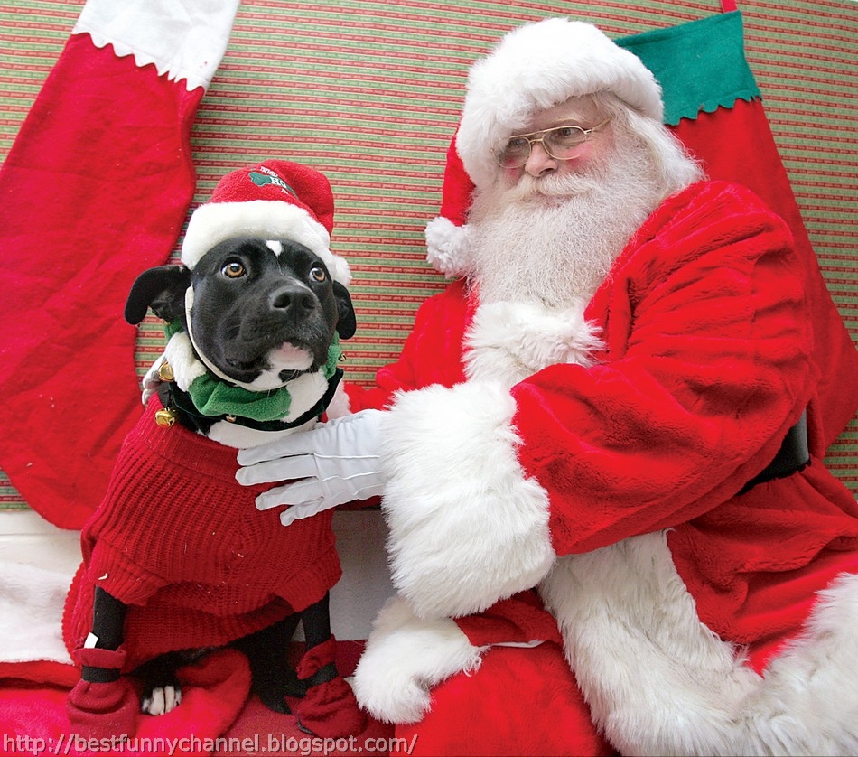 funny dog santa -