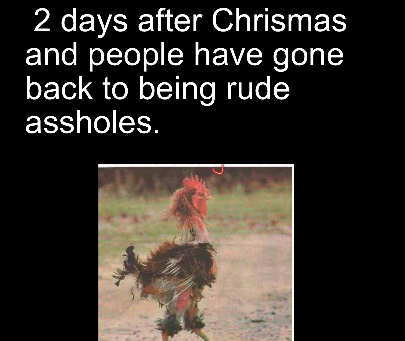 fauna - 2 days after Chrismas and people have gone back to being rude assholes.