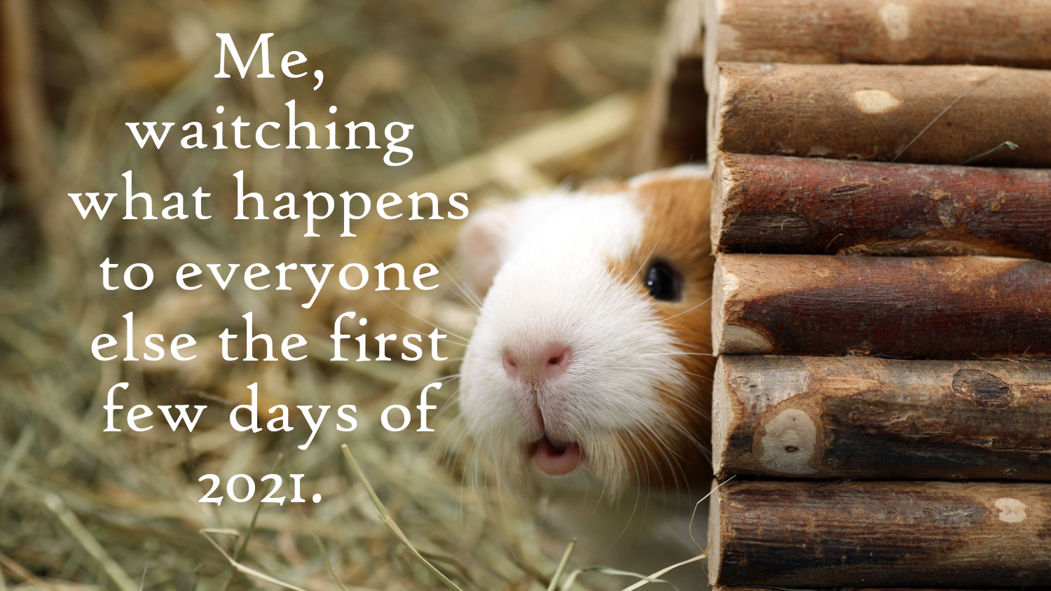 do guinea pigs hide - Me, waitching what happens to everyone else the first few days of . 2021.