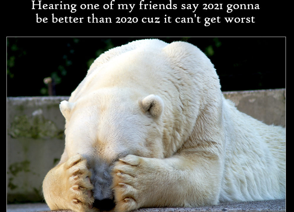 polar bear - Hearing one of my friends say 2021 gonna be better than 2020 cuz it can't get worst