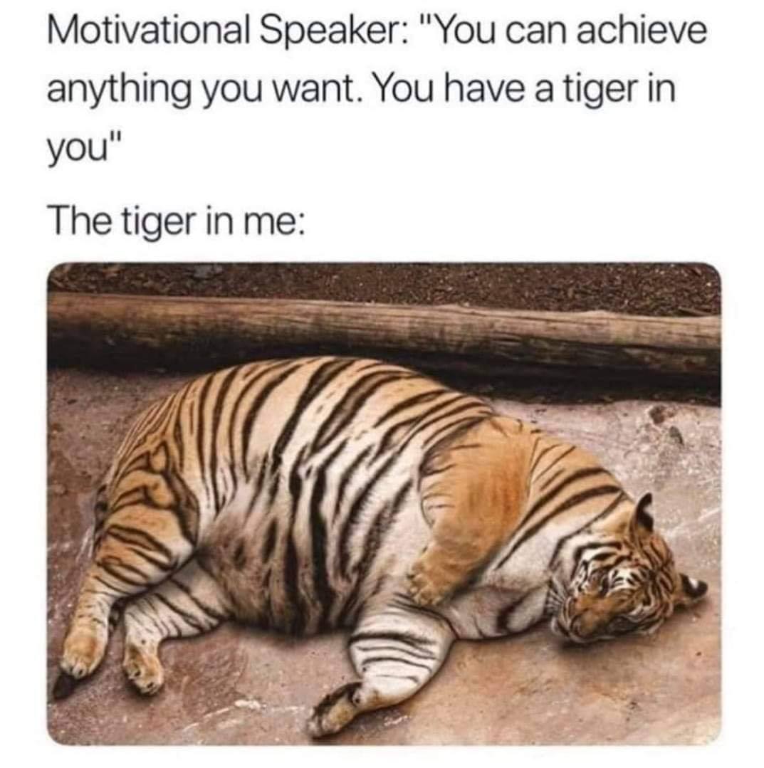tiger in me meme - Motivational Speaker "You can achieve anything you want. You have a tiger in you" The tiger in me