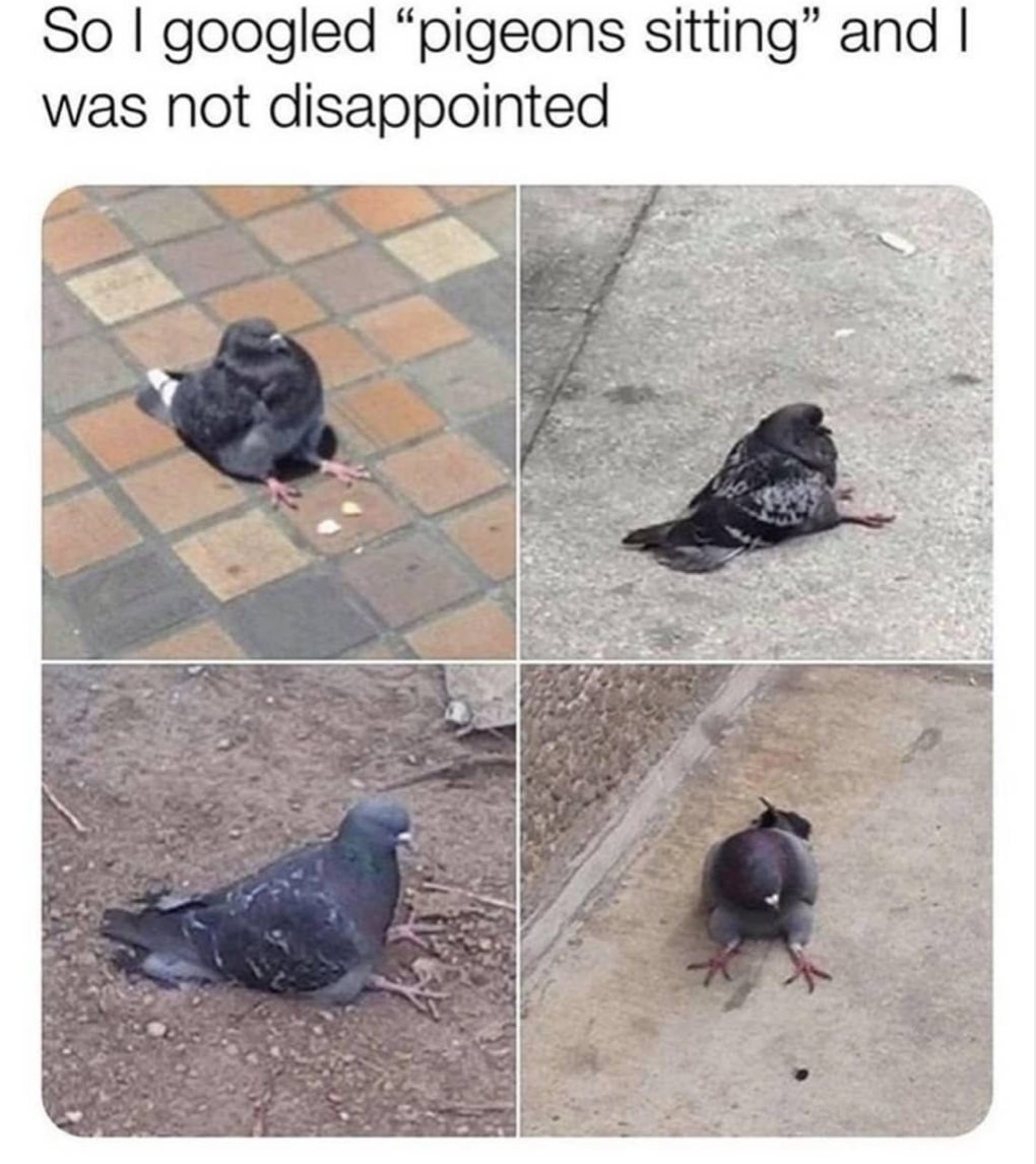 pigeon sitting - So I googled pigeons sitting" and I was not disappointed