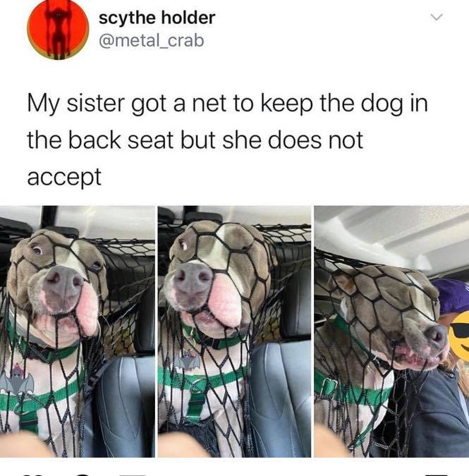 my sister got a net to keep her dog in the back - scythe holder My sister got a net to keep the dog in the back seat but she does not accept