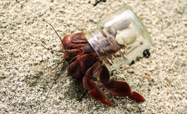 cool hermit crab shells