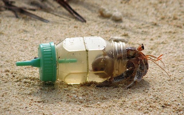 15 images showing the weirdness of Hermit Crabs - Gallery