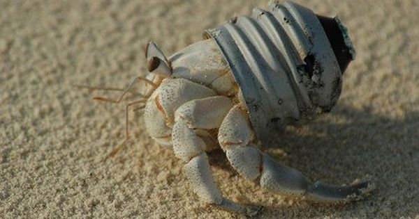 hermit crab funny shell