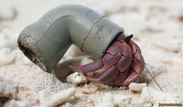 hermit crabs born with a shell - joyreactor.com