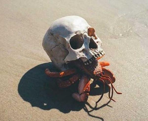 15 images showing the weirdness of Hermit Crabs
