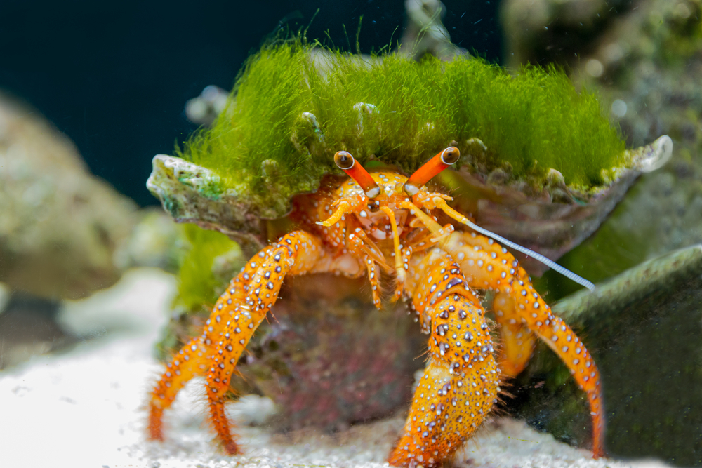 saltwater tank crab
