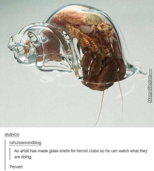 hermit crab glass shell - MemeCenter.com dualvco rahulssecondblog An artist has made glass shells for hermit crabs so he can watch what they are doing. Pervert