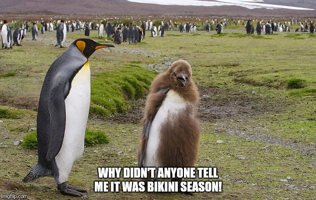 brazilian penguin - Why Didnt Anyone Tell Me It Was Bikini Season! imgflip.com