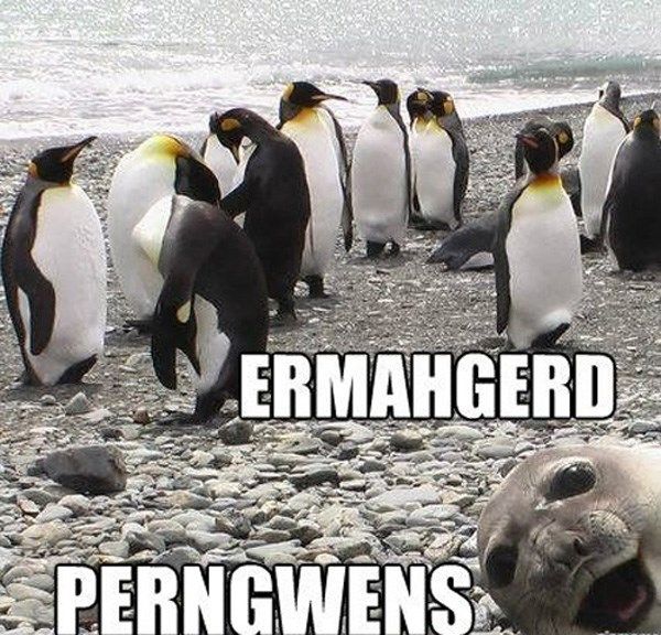 seal with penguins - Ermahgerd Perngwens