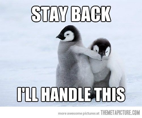 funny baby penguins - Stay Back I'Ll Handle This more awesome pictures at Themetapicture.Com