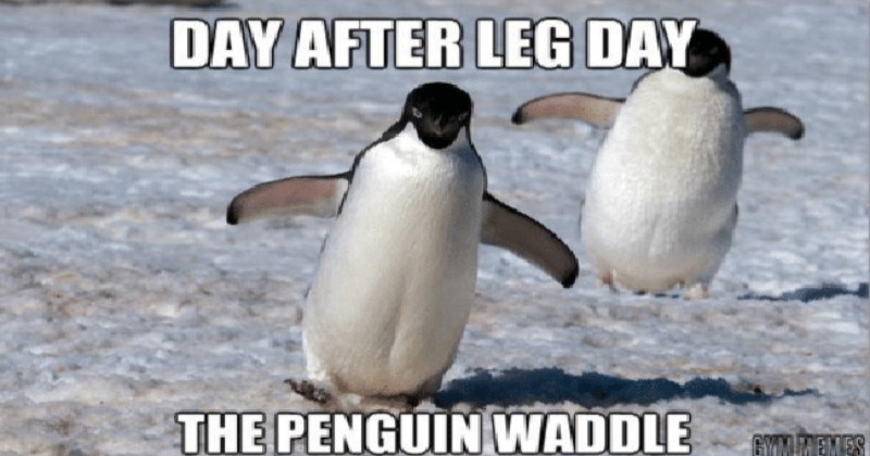 penguin memes - Day After Leg Day The Penguin Waddle Gwmemes