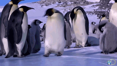 penguins falling