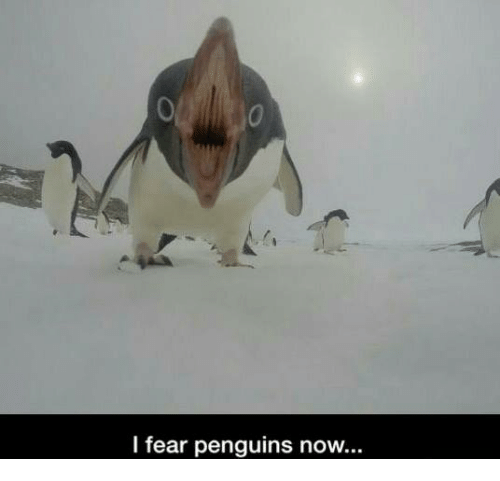 penguins funny - Ook I fear penguins now...