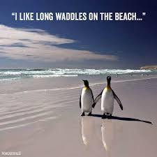funny penguins - "I Long Waddles On The Beach."