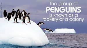 The group of Penguins is known as a rookery or a colony.