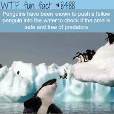 wtf fun facts about penguins - Wtf fun fact Penguins have been known to push a fellow penguin into the water to check if the area is safe and free of predators