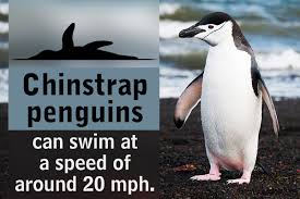 penguin - Chinstrap penguins can swim at a speed of around 20 mph.