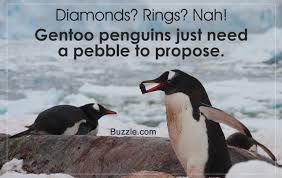 Gentoo penguin - Diamonds? Rings? Nah! Gentoo penguins just need a pebble to propose. Buzzle.com