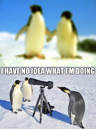 emperor penguin funny - I Have No Idea What I'M Doing