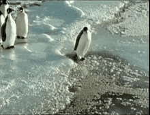 funny penguin gif