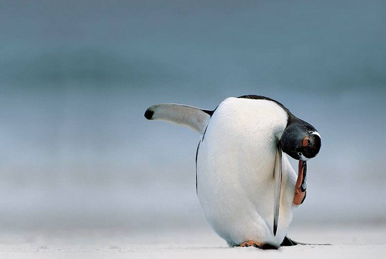 odd penguin
