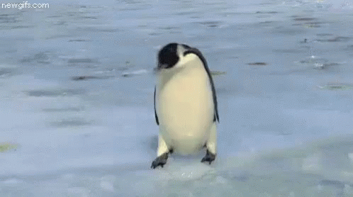 cute funny penguins - newgifs.com