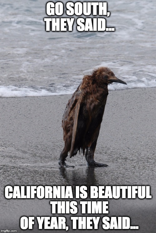 penguin meme - Go South, They Said. California Is Beautiful This Time Of Year, They Said... imgflip.com