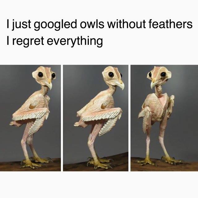 owls look like without feathers - I just googled owls without feathers I regret everything