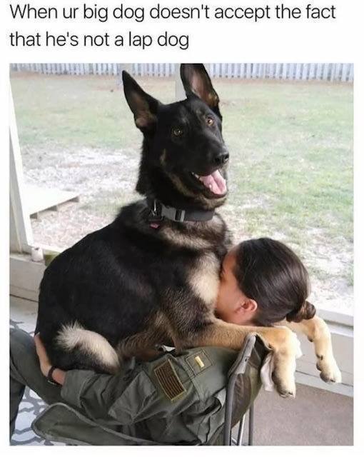 awesome funny dog memes - When ur big dog doesn't accept the fact that he's not a lap dog