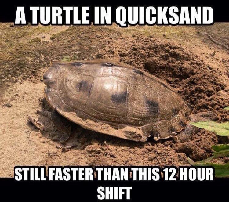 tortoise - A Turtle In Quicksand Still Faster Than This 12 Hour Shift