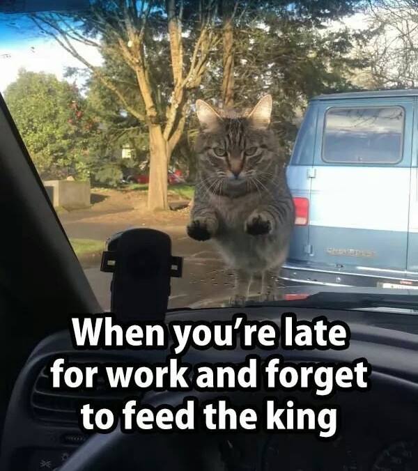 work will be like cat - When you're late for work and forget to feed the king