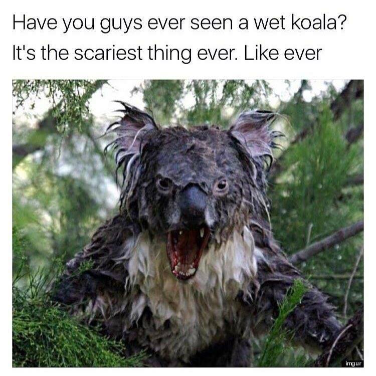 australian memes - Have you guys ever seen a wet koala? It's the scariest thing ever. ever igur.