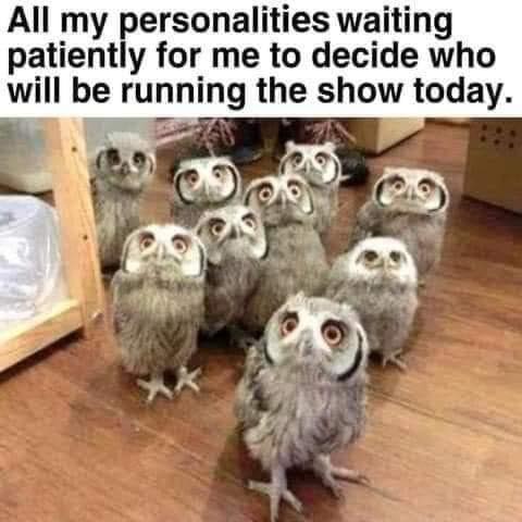owls tootsie pop meme - All my personalities waiting patiently for me to decide who will be running the show today.