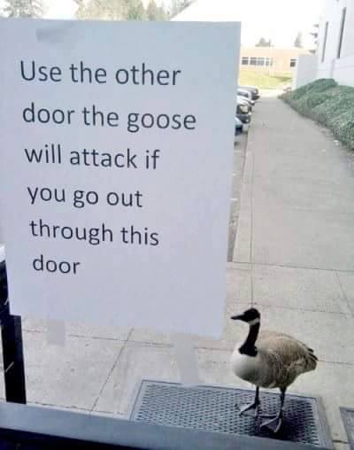 geese will attack - Use the other door the goose will attack if you go out through this door